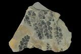 Pennsylvanian Fossil Fern (Sphenopteris) Plate - Kentucky #158675-1